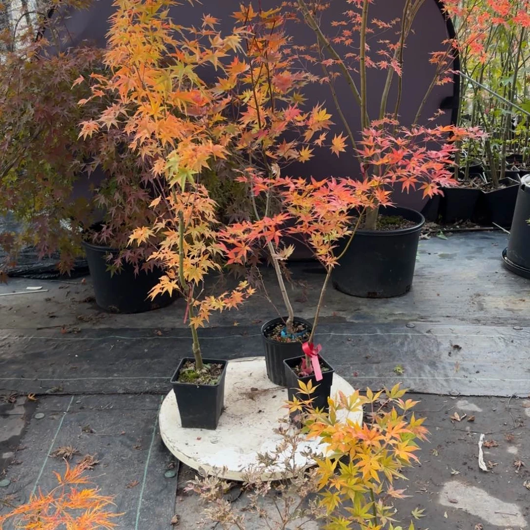 无花朵伍德枫树6