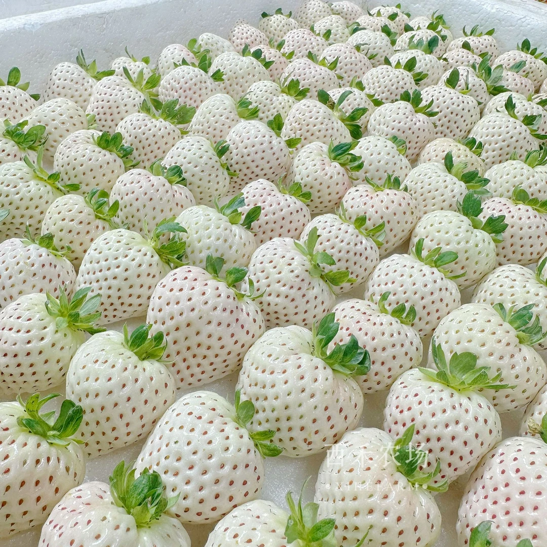【西禾草莓】郑州 白雪公主草莓 清香型新鲜1.8/3.6斤 郑州同城可拍 不是丹东