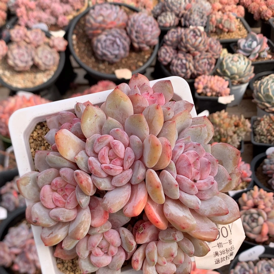 13厘米七头有砍溏心橙子 5901