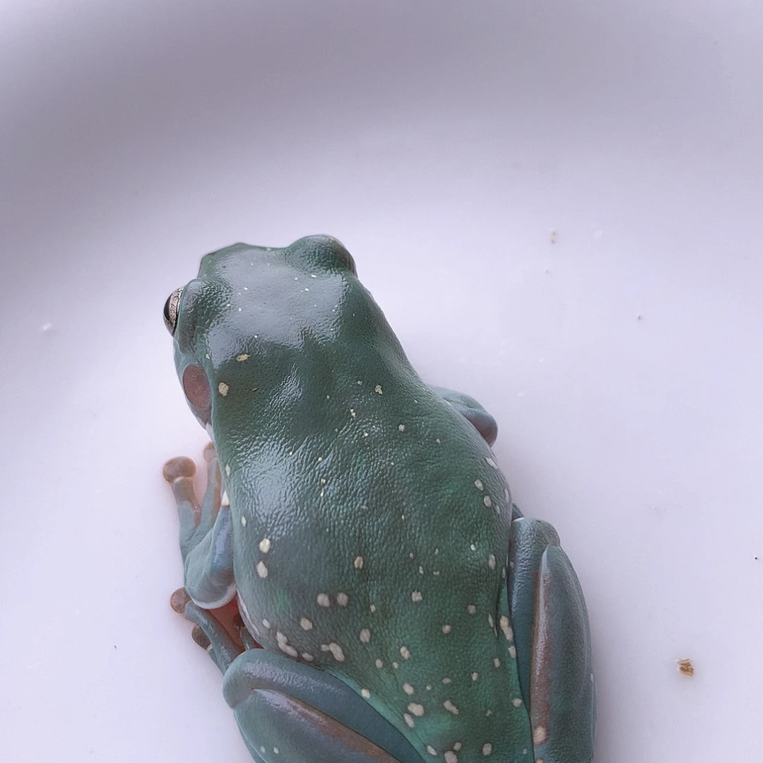 老爷树蛙11号5.5大尺寸女孩。微微微凸骨