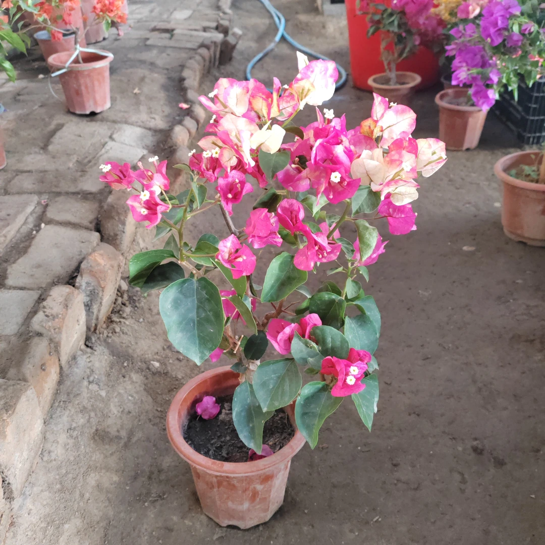 花暴，三角梅大盆包邮到家