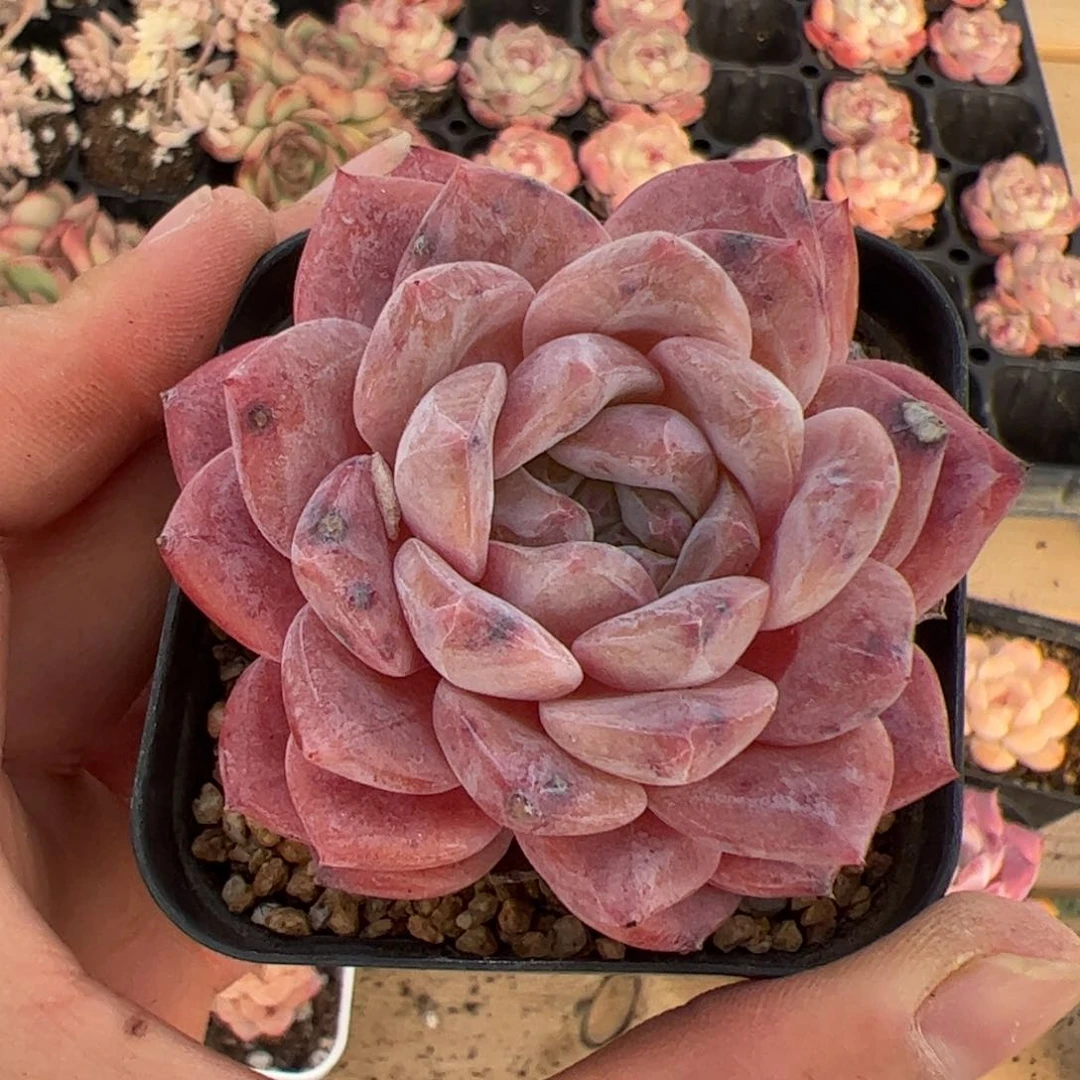 ↘****?540 多肉植物组合