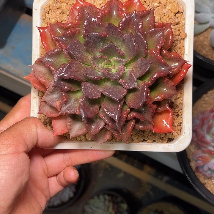 多肉植物一物一拍