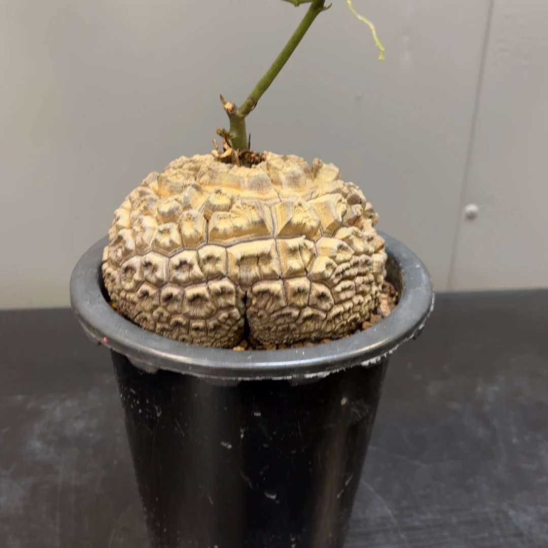 4 号日系南非龟甲龙带盆发货