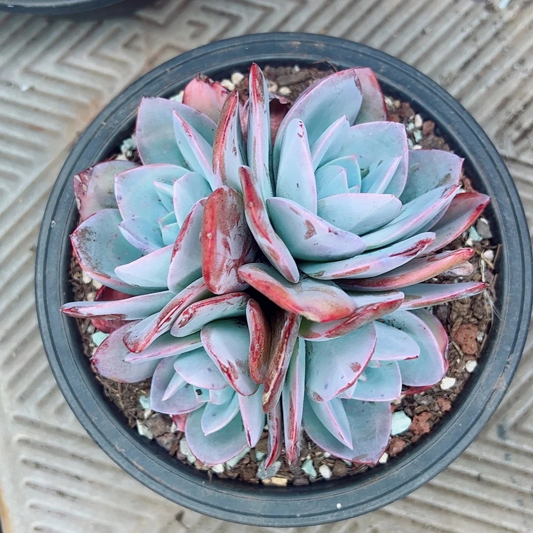 布鲁兰群，一物一拍