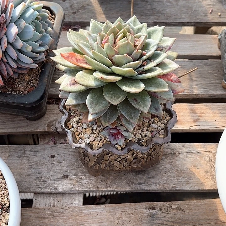 雾*男多肉植物，德国香槟