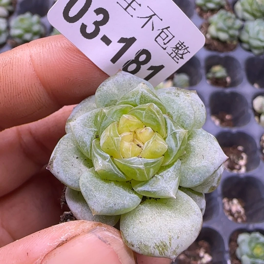 胖***胖小卡拉米糖心一物一拍3-181