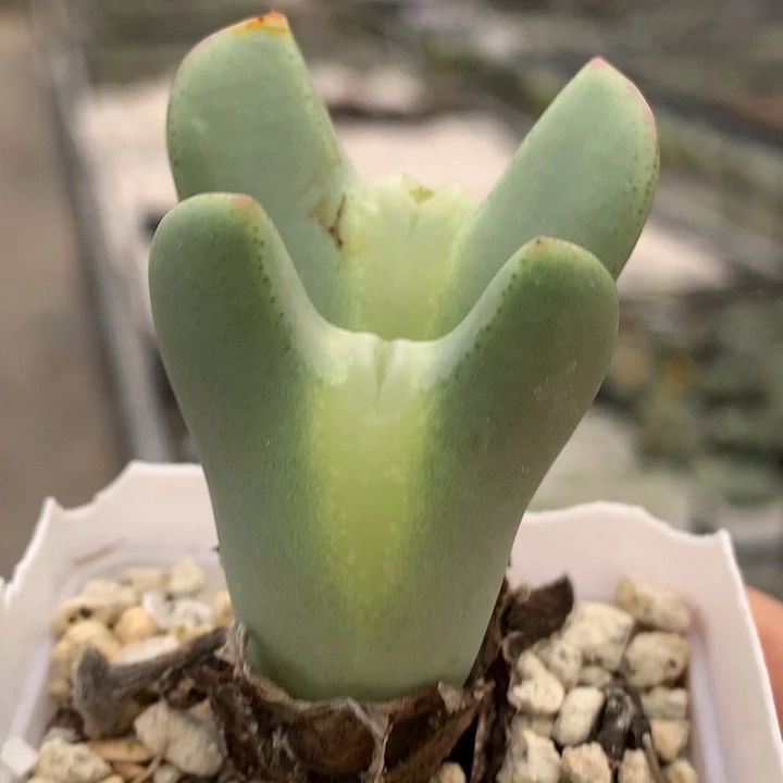 精品多肉植物精品多肉