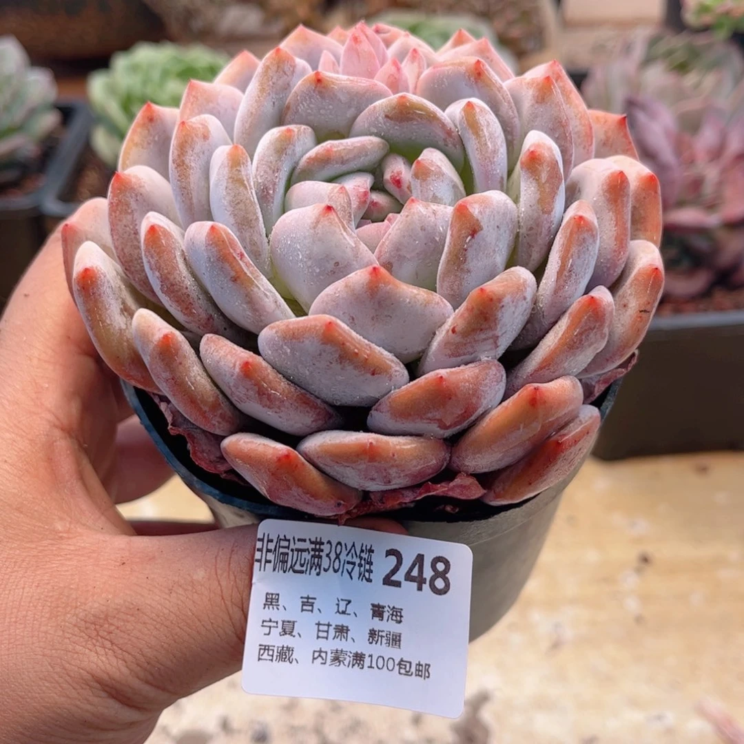 248橙子德华多肉