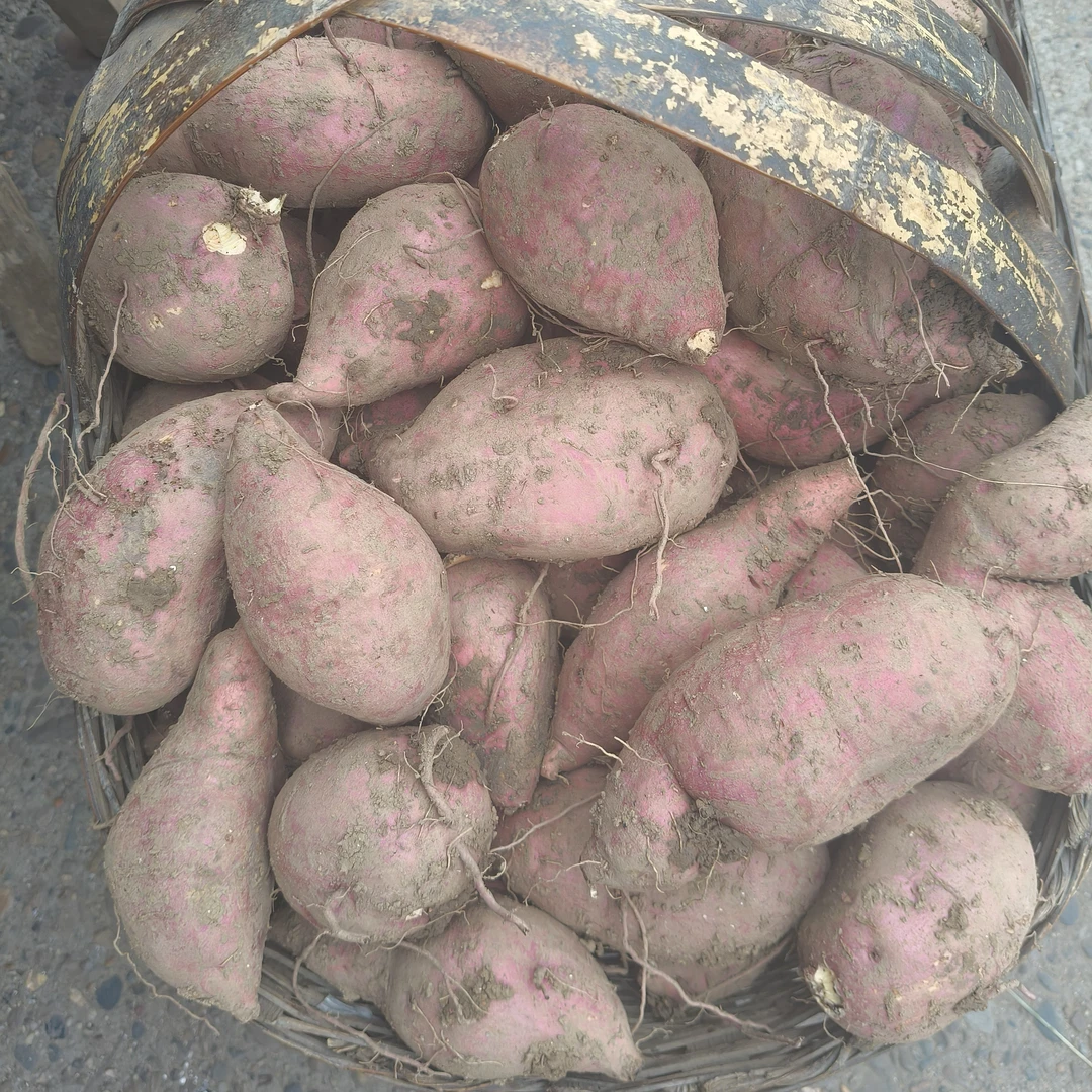 湖南耒阳农家种植红薯