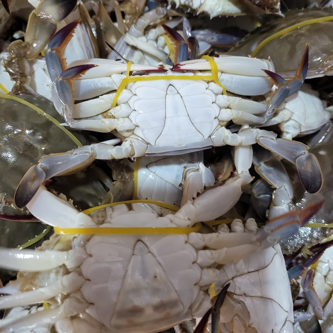 【保鲜不保活】渤海湾三角叉子梭子蟹一斤7-8个单只1-2两嫌小勿拍