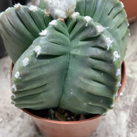 龟甲仙人球45米仙人球