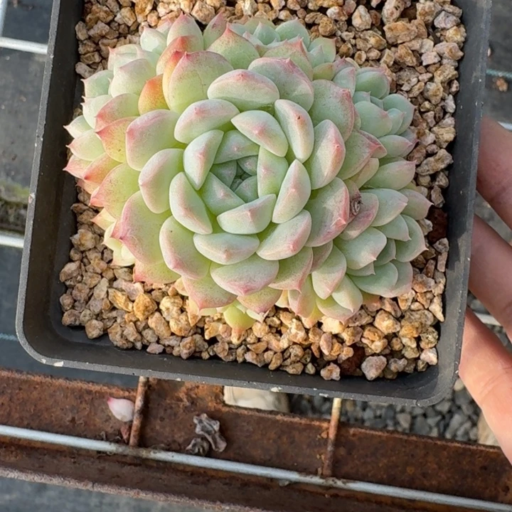 小精品多肉植物绿植