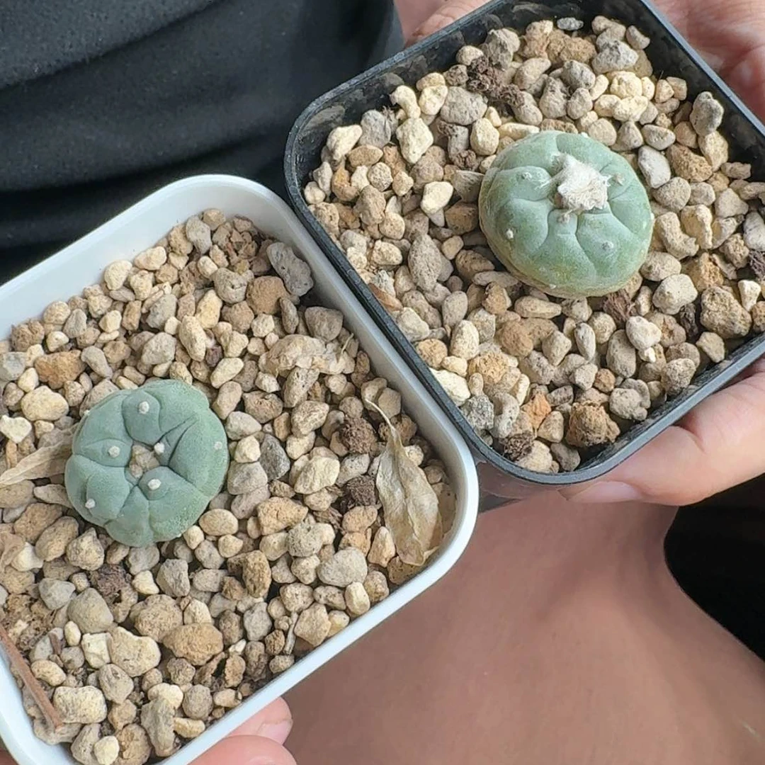 【闪购商品】欧货实生小尤银