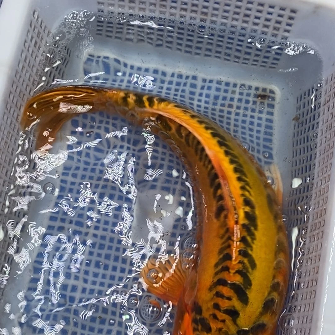 锦鲤冷水锦鲤包邮