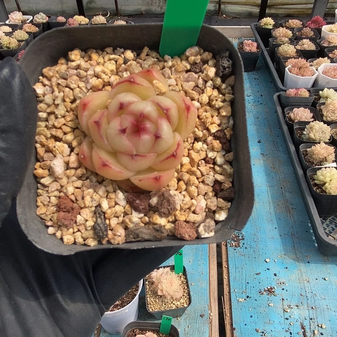 160 星宝精品多肉