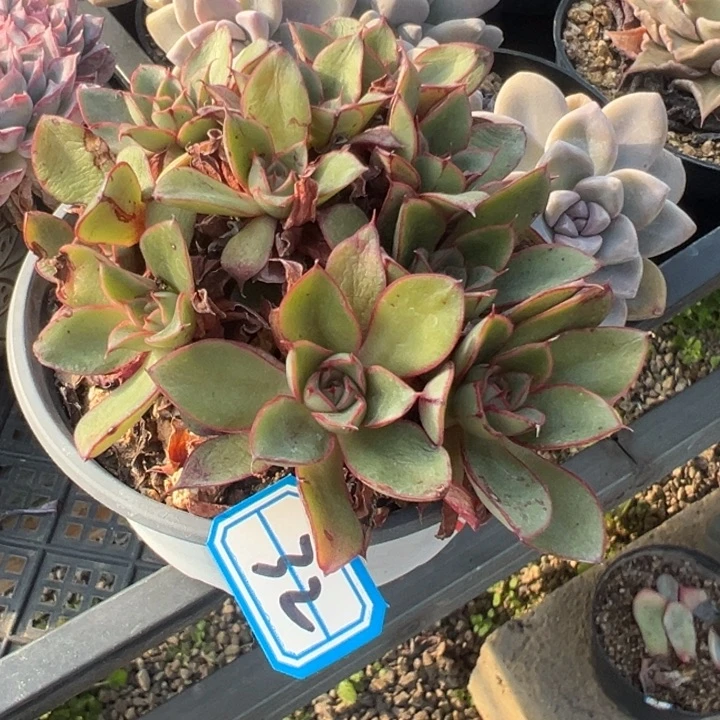 煌***一物一拍麒麟座多肉32