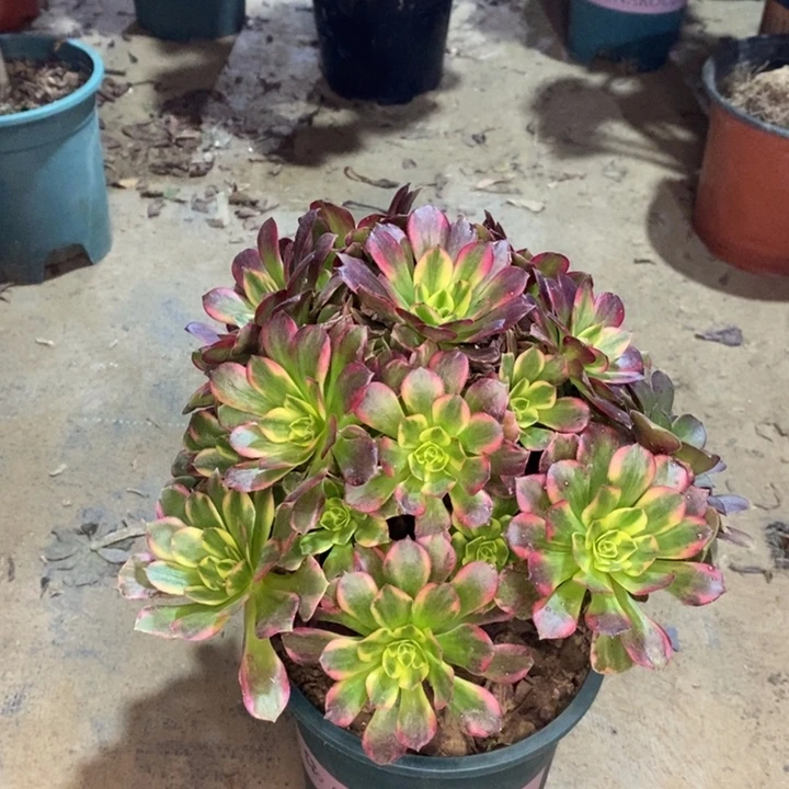 安娜多肉植物24。