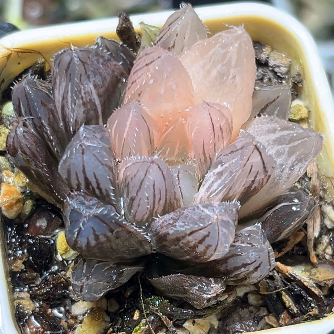 恭喜发财大吉大利3950