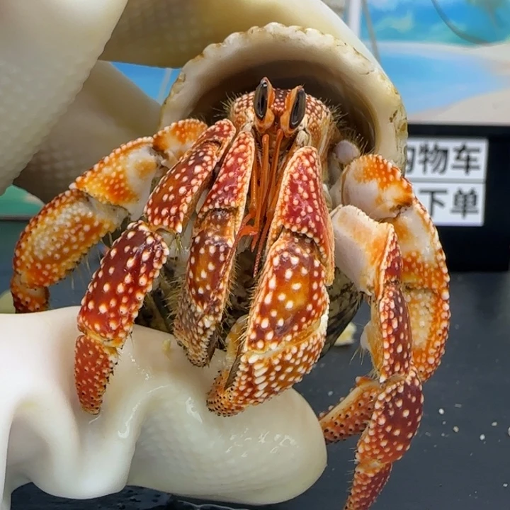 A81斐济草莓2.4cm口径