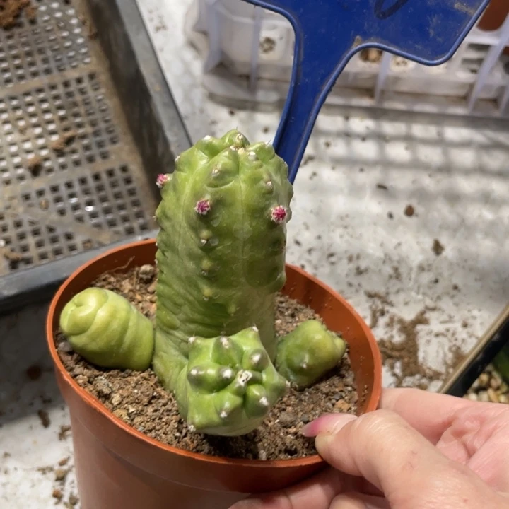 橙桃新品多头一物一拍376