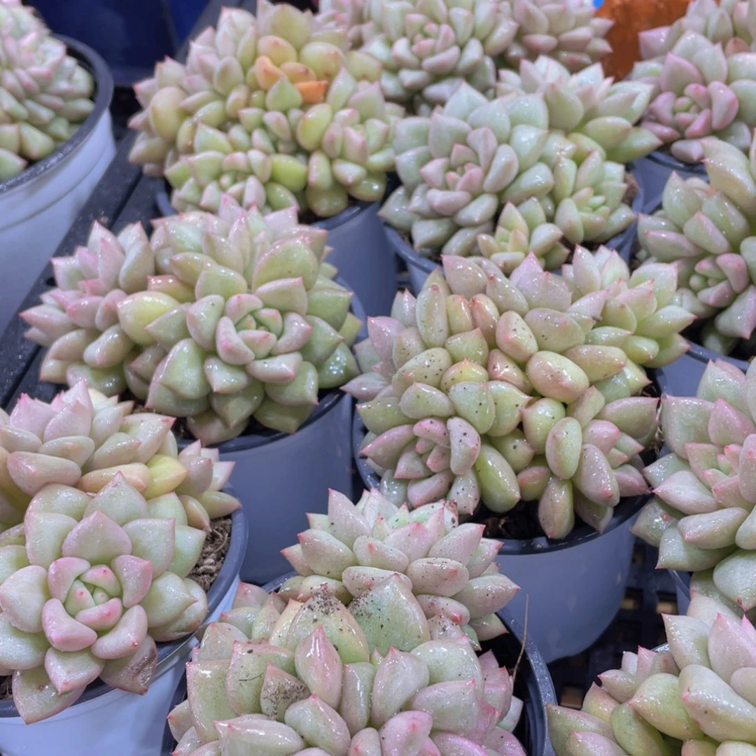 量拍41号 黄金象牙群生一个