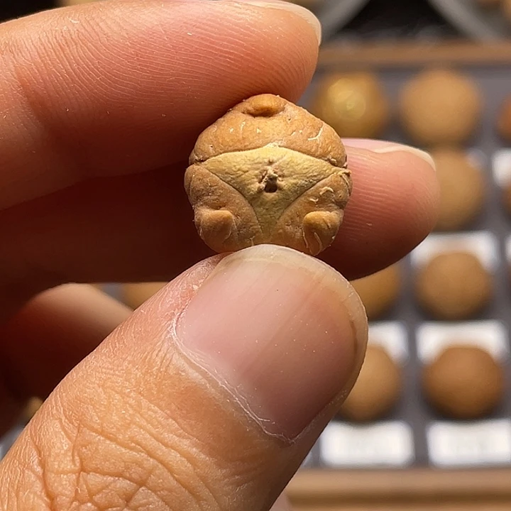 手串凤眼菩提打孔不退不换