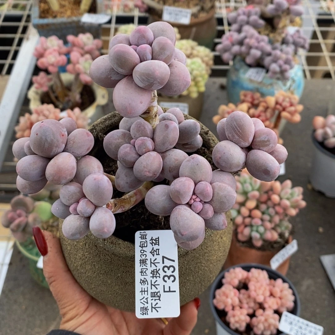 香水手指337/10c m