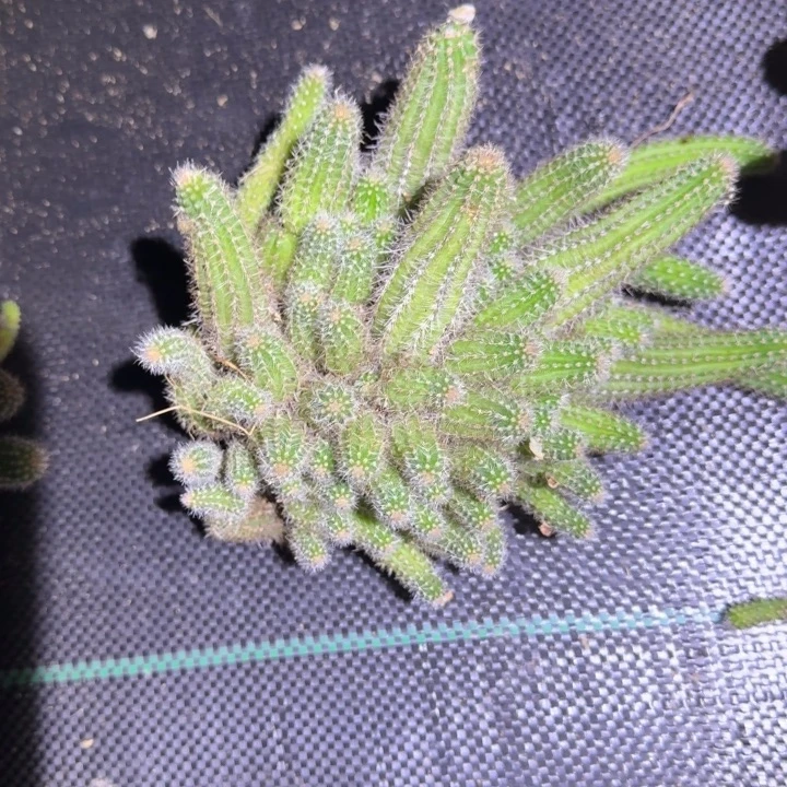 白檀仙人掌群生一群101