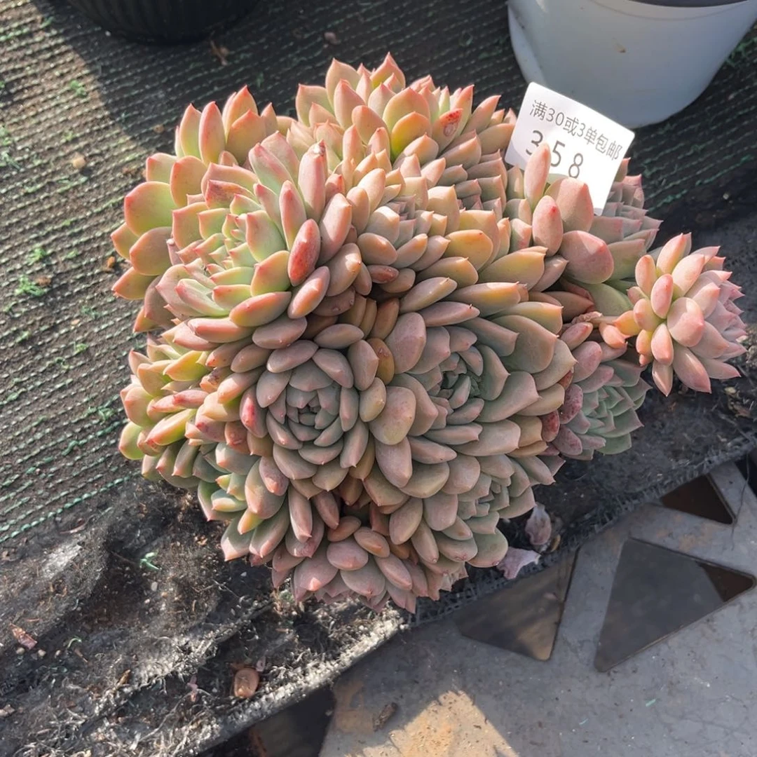 用***8358霜花多肉植物……