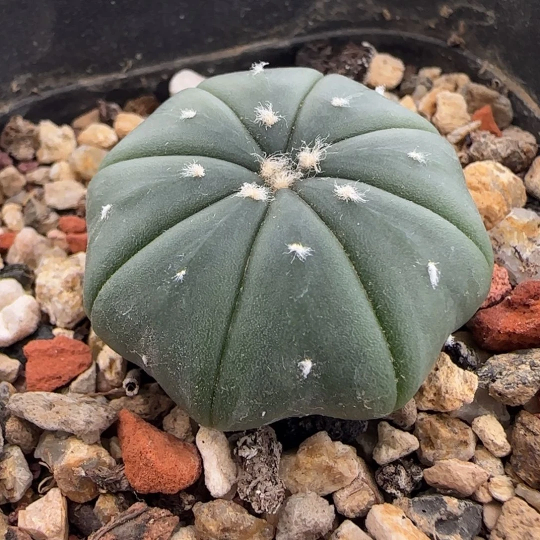 07实生海星多肉3厘米