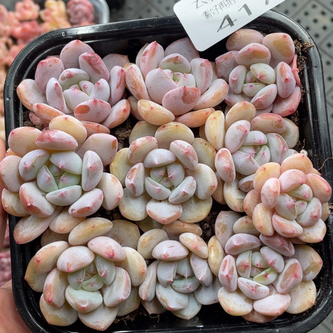 云糖心多肉植物417