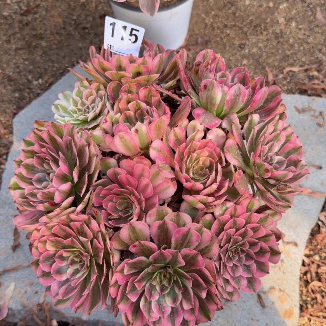 谢**?115白月光多肉植物