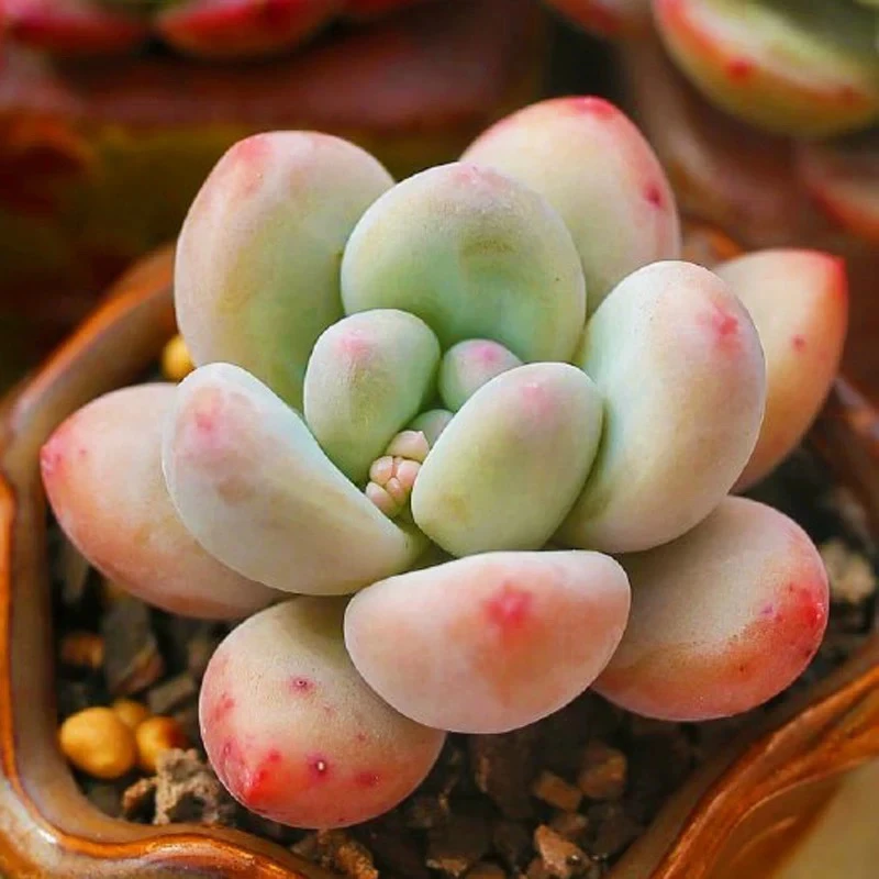 【满9.9包邮】奶酪5cm多肉植物以直播间展示为主