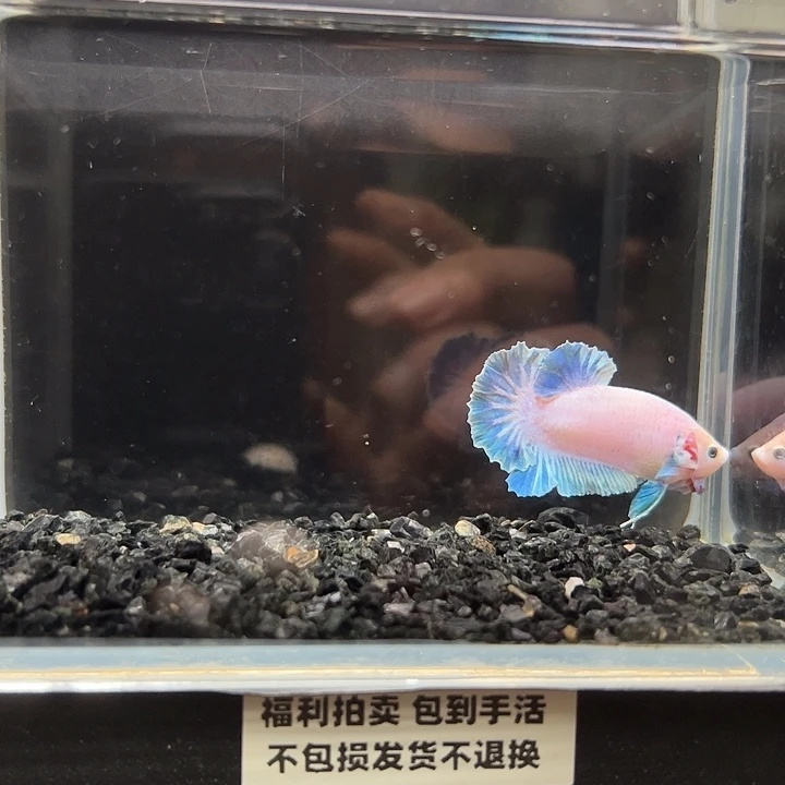斗鱼竞拍跑单拉黑13日26