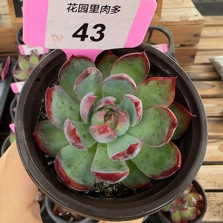 43 惊鸿仙子多肉植物