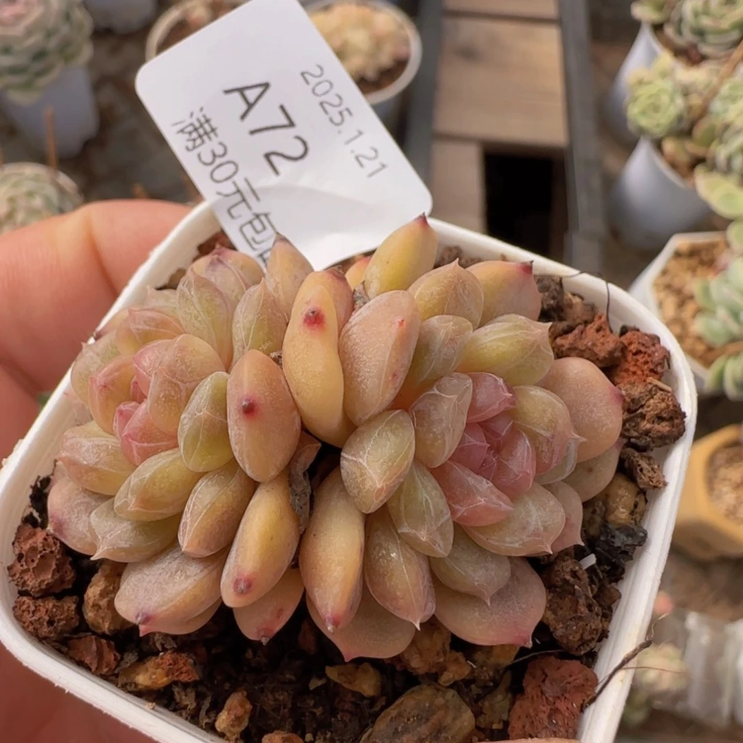 白色恋人双头老桩一颗