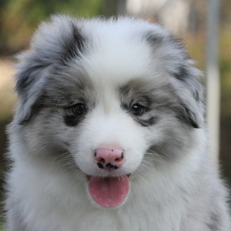 （直播间福利）边牧幼犬狗狗