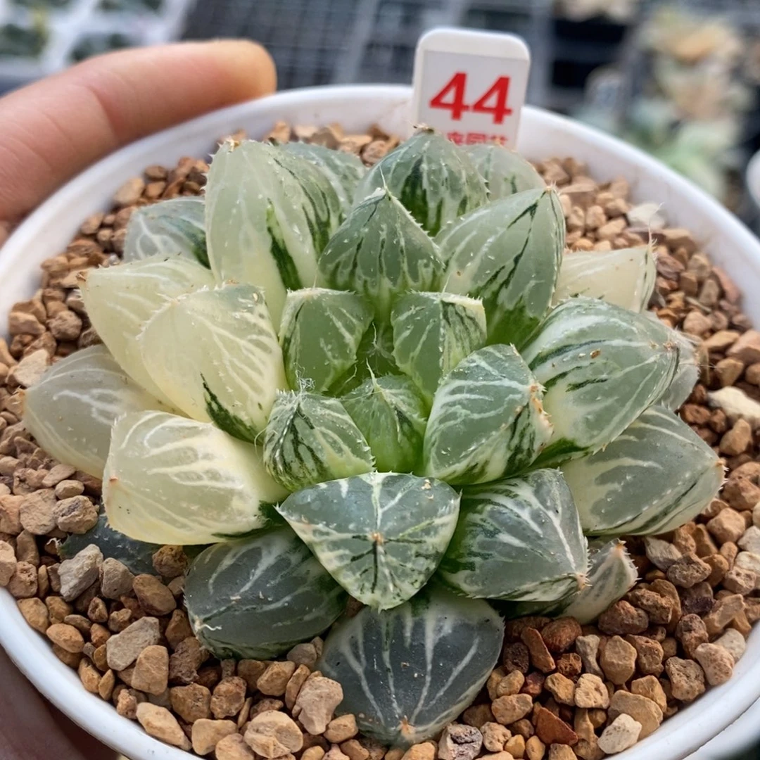 44号大叶楼兰玉露锦