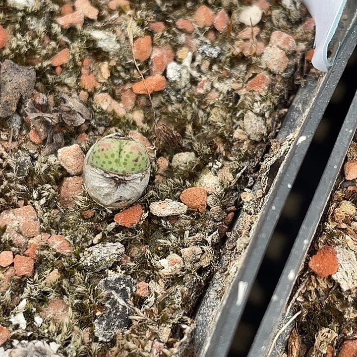 8-100斑马多肉植物