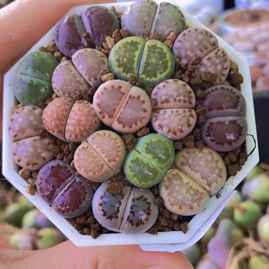 无花朵1001，彩色饼干个别微徒1.5厘米左右