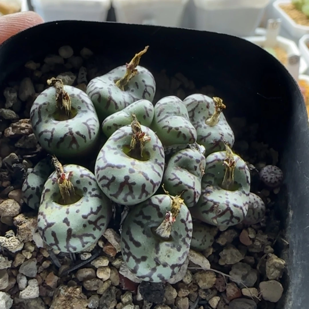 【闪购商品】默****Z20566