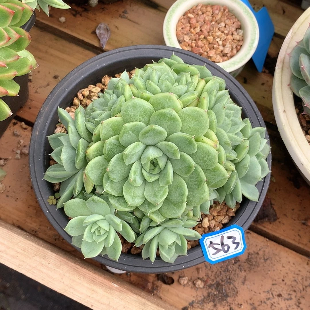 563杂 一物一拍多肉