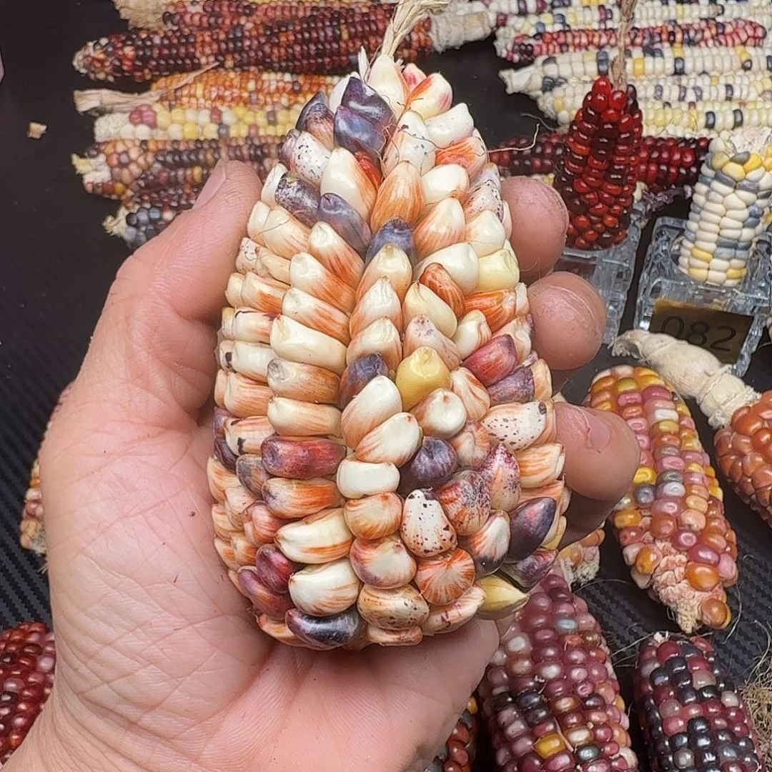 D***M大叶紫檀（黑酸枝木类）