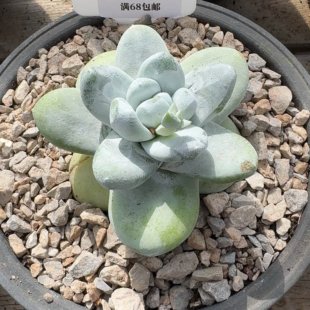 多肉植物仙女杯A387