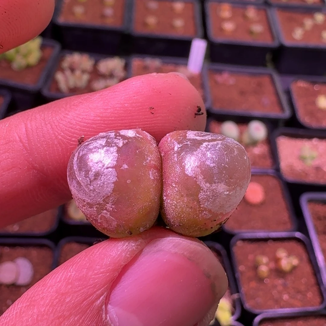 云缦精品番杏10.48