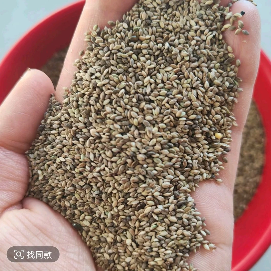 【双11活动价】2025年原生态内蒙古纯野生好草籽