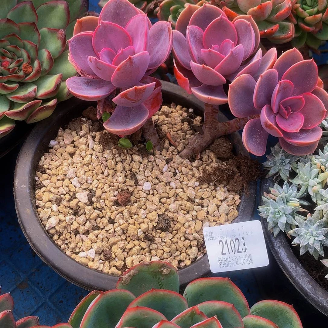 任****紫丁香21023多肉鹅v哦肉