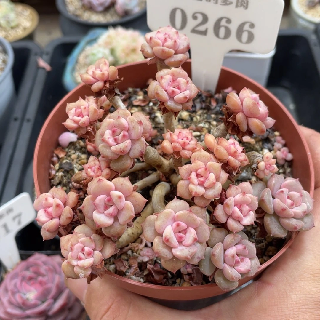 0266哆啦A梦不带盆11厘米