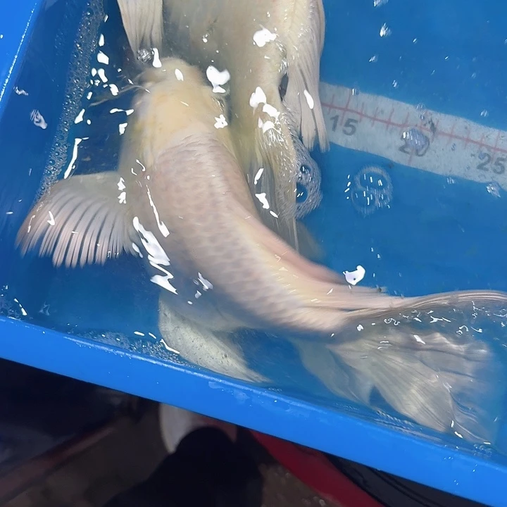 蝴蝶鲤鱼蝴蝶鲤包邮100